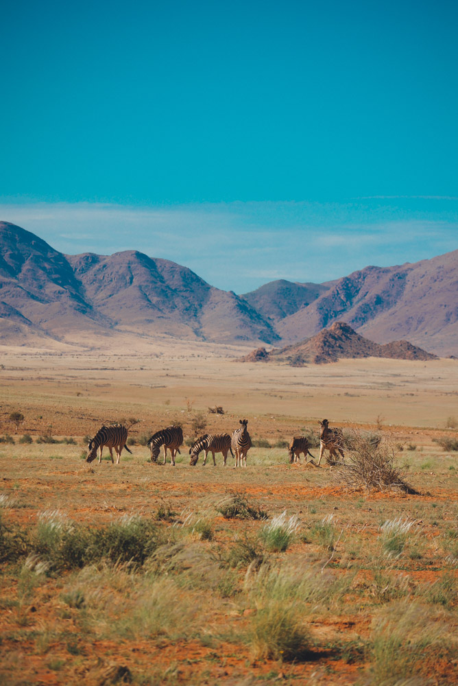 Düne 40 bei Sonnenaufgang über dem Dünenmeer der Namib