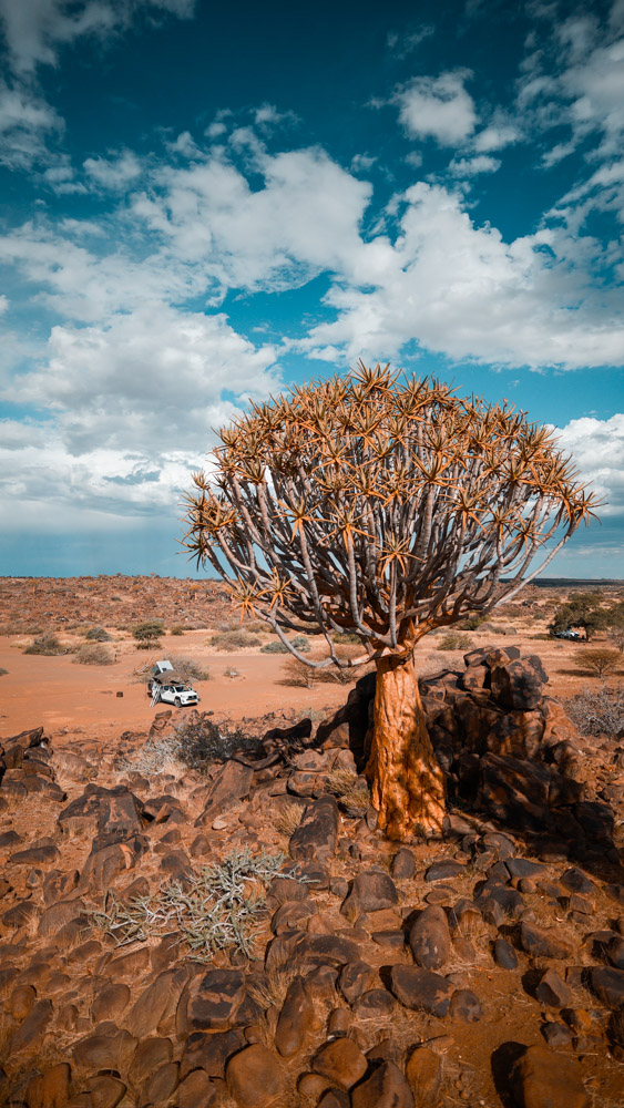 Köcherbäume im Quivertree Forest