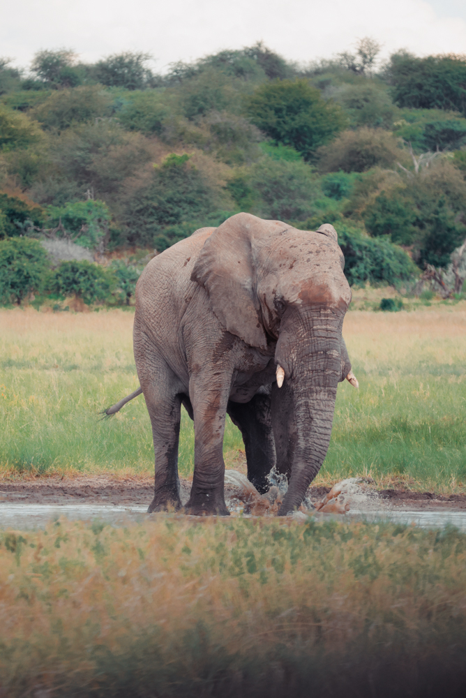 Elefantenherde im Etosha Nationalpark