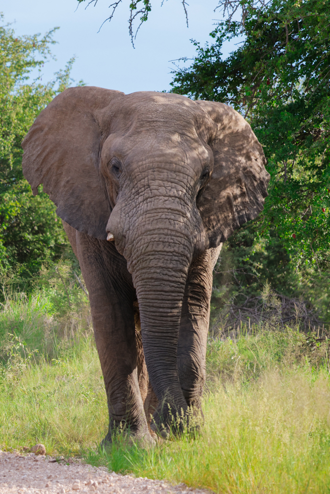 Etosha – Tierbeobachtung im Nationalpark