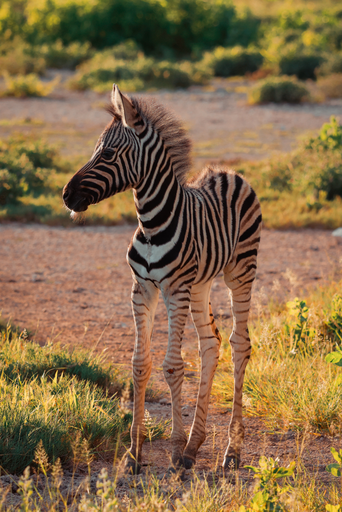 Wildtiere am Wasserloch im Etosha