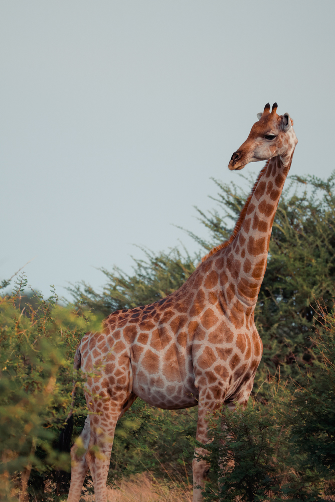 Giraffe im Etosha