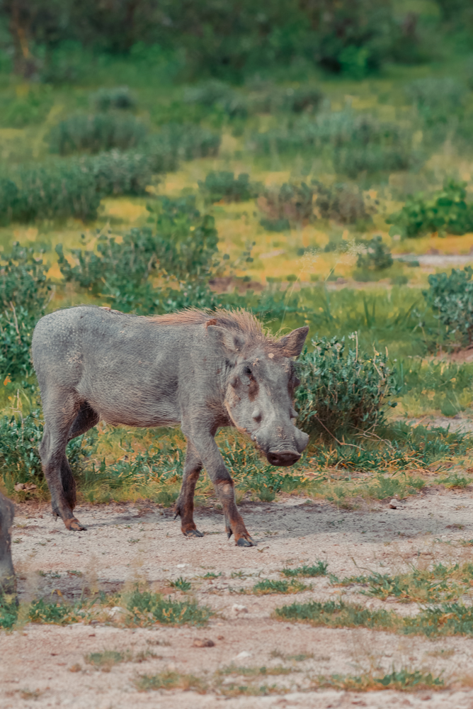 Letzte Wildtiere im Etosha vor dem Anderson Gate