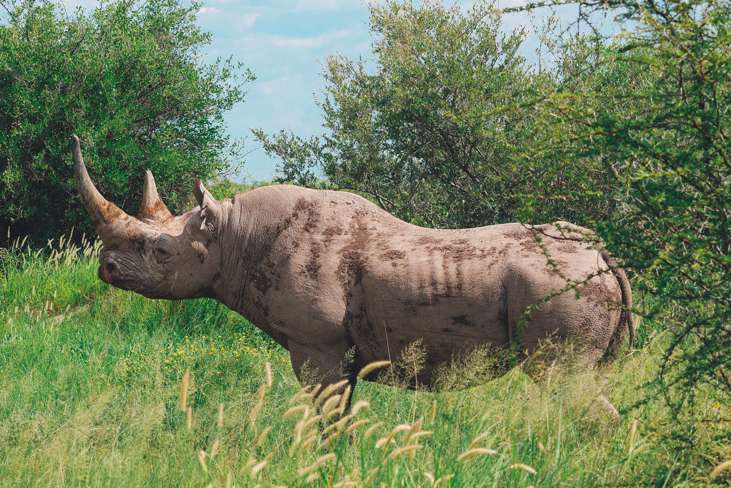 Spitzmaulnashorn im Etosha Nationalpark