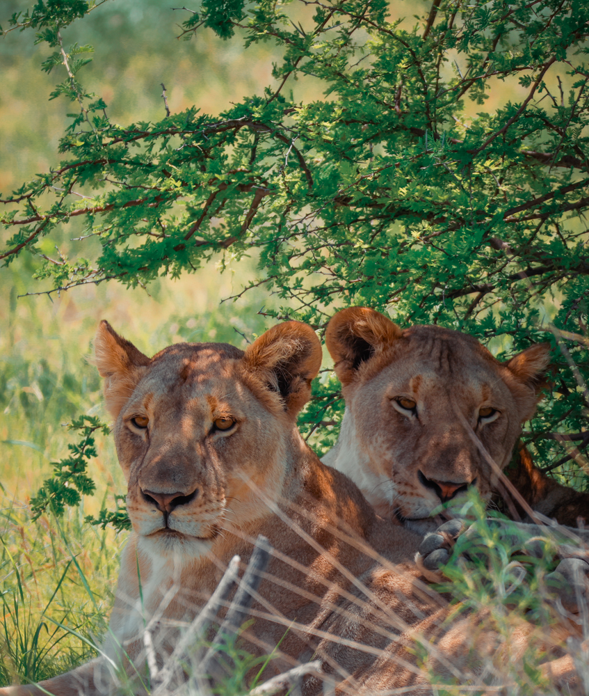 Löwe in der Mittagshitze im Etosha