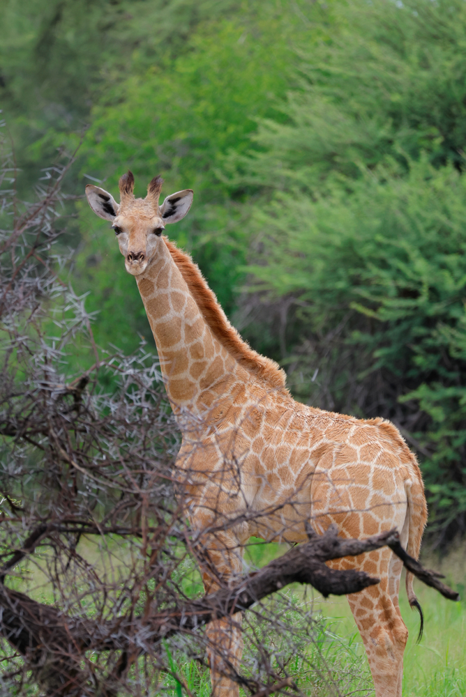 Giraffe aus nächster Nähe im TimBila
